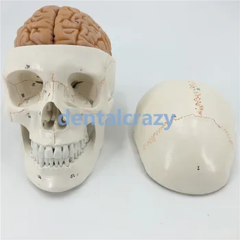 

New skull model brain neurology craniocerebral anatomy model with digital number mark education head model tools