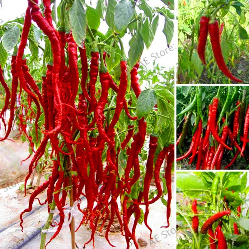 

Loss Promotion!200 Pcs Giant Spices Spicy Red Chili Hot Pepper flores Plants potted bonsai garden courtyard balcony plant plant