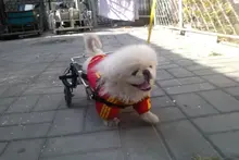 Dog wheelchair disabled disabled wheelchair pet dog CM-03