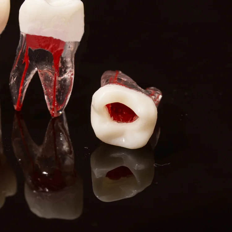 97 шт. зубные Зуб модель корневой канал RCT практика целлюлозы полости зубных зубов прозрачная смола зубные модель