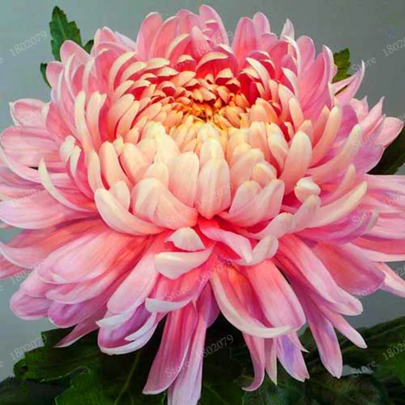 Buy 200 Pcs Chinese Mum Seeds Chrysanthemum Free Shipping