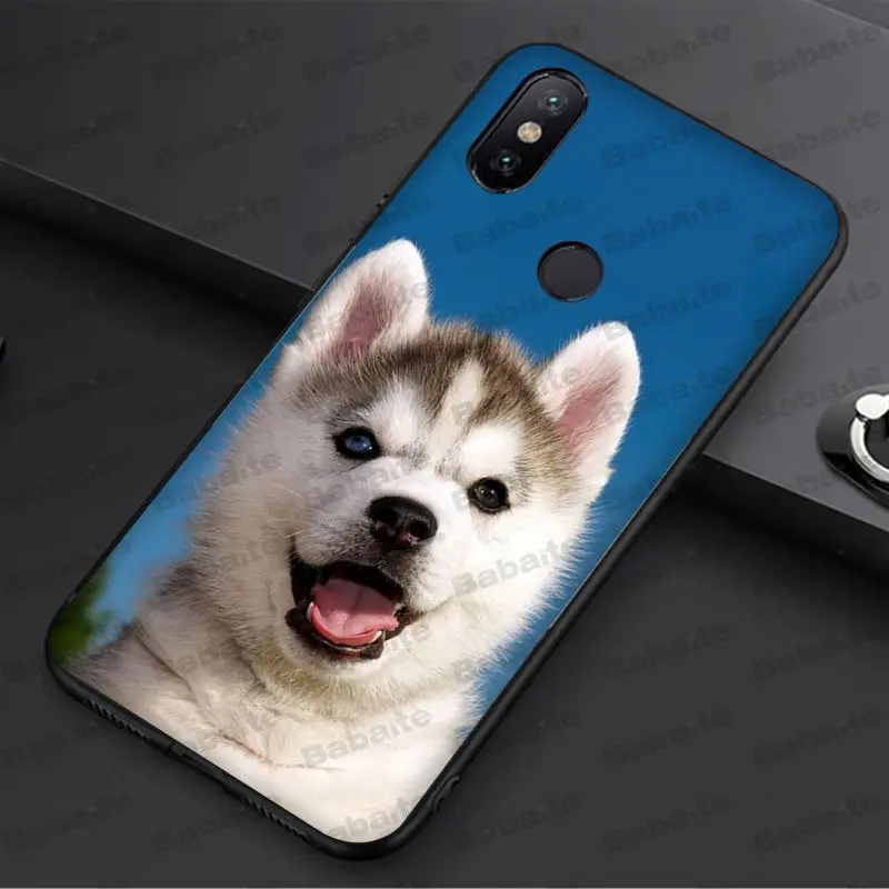 Animal Husky cute Puppy Dog