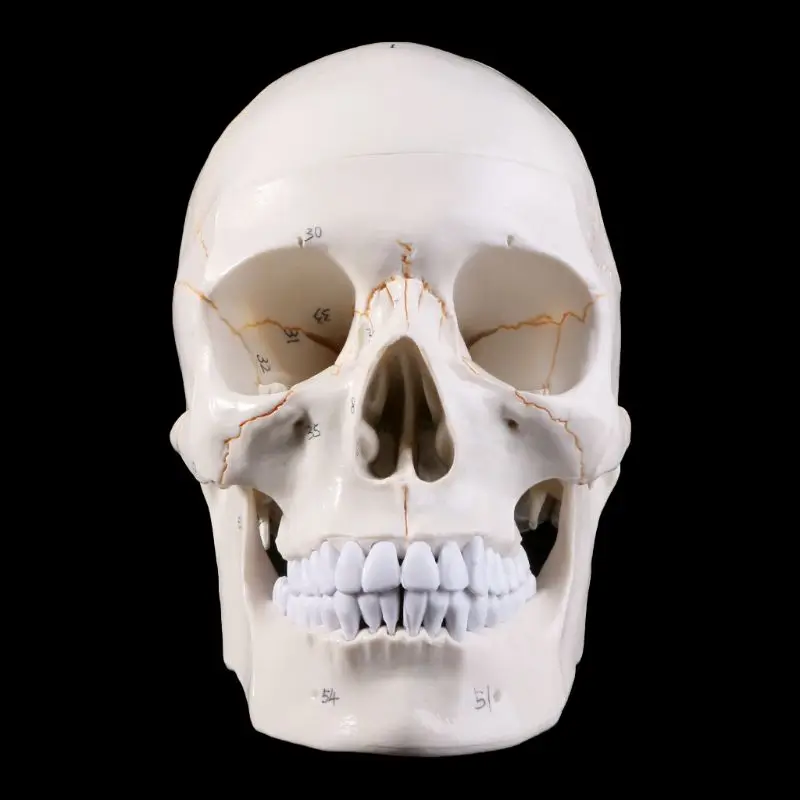  Medical props model Life Size Human Skull Model Anatomical Anatomy Medical Teaching Skeleton Head S - 4000012958935