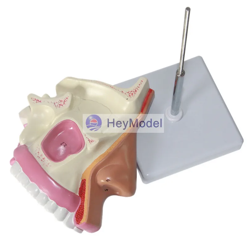 Heymodel нормальный носа модели Размеры 1:1
