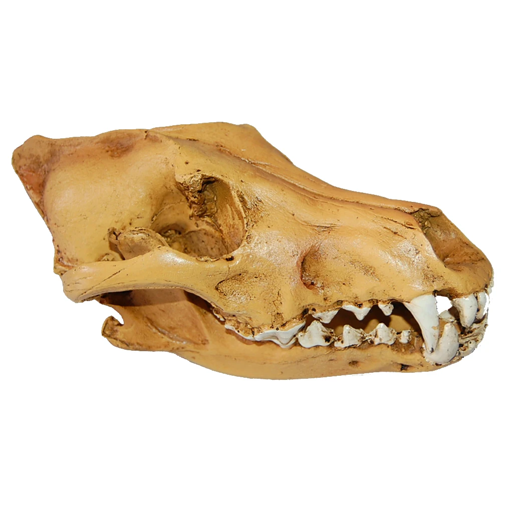 Resin Wolf Skull Replica Head Model Figurine Collection Home Bar Decor
