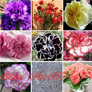 16 colors available carnation seeds balcony potted courtyard garden plants seed dianthus caryophyllus flower seed - Carnation Flower Colors 16 colors available carnation seeds balcony potted courtyard garden plants seed dianthus caryophyllus flower seed - Carnation Flower Colors