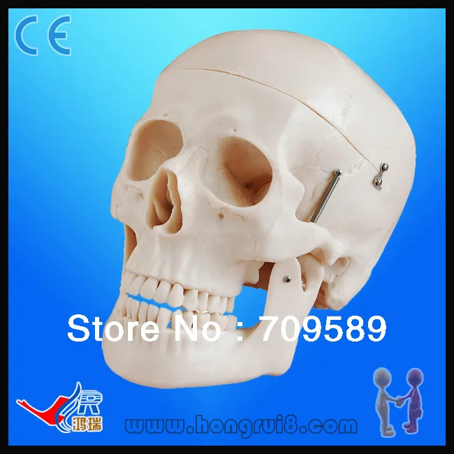 

Advanced Life-size Plastic medical skull anatomy model