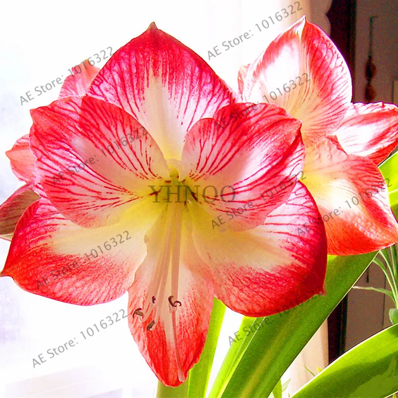 Цветок flores amaryllis растения 100 шт./пакет, Hippeastrum rutilum, бонсай растения для дома и сада