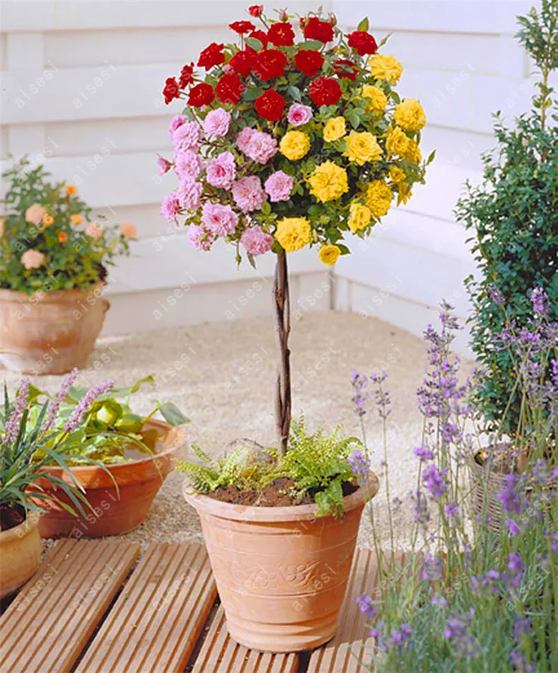 100Pcs Bonsai Multi-Color Rose Tree Bonsai Blooming Outdoor Potted Flore Vary Colors Selection Garden Climbing Plants