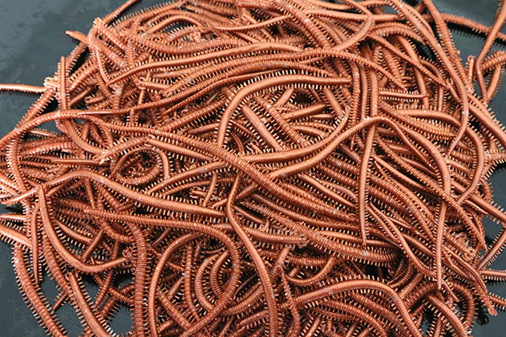 Лиманский червь. Морской Лиманский червь. Морской червь искусственный нереис