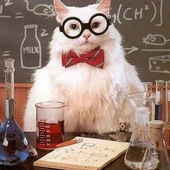 

Cross Stitch Kit DIY Diamond Embroidery Professor kitten Full Square/round Diamond Painting Mosaic Home Decor