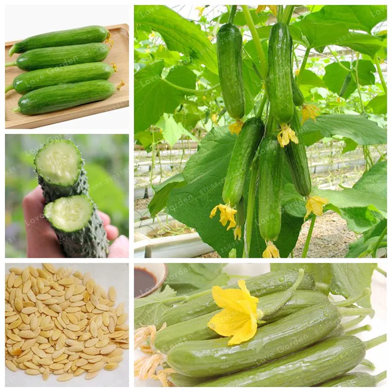 

100 Pcs/Bag Cucumber Bonsai NO-GMO Delicious Fruit And Vegetable Bonsai Green Outdoor Plant For Home Garden Bonsai Potted plant