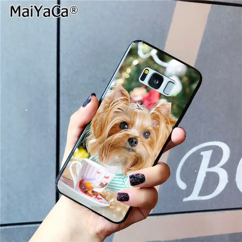 yorkshire terrier dog puppy