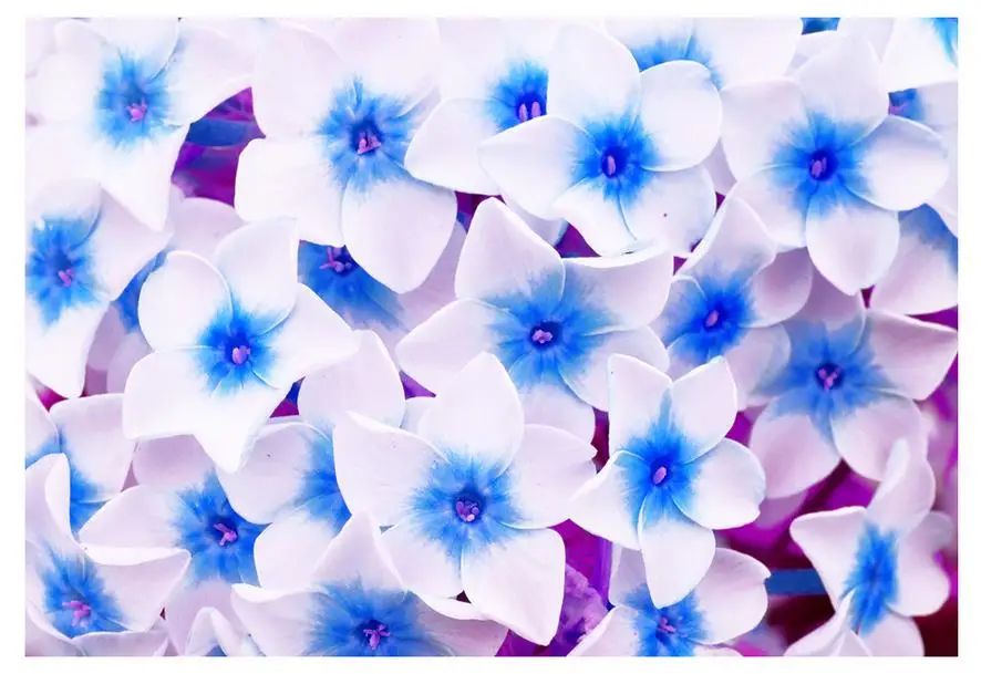 Download 6000+ Wallpaper Bunga Biru Putih HD Download 6000+ Wallpaper Bunga Biru Putih HD