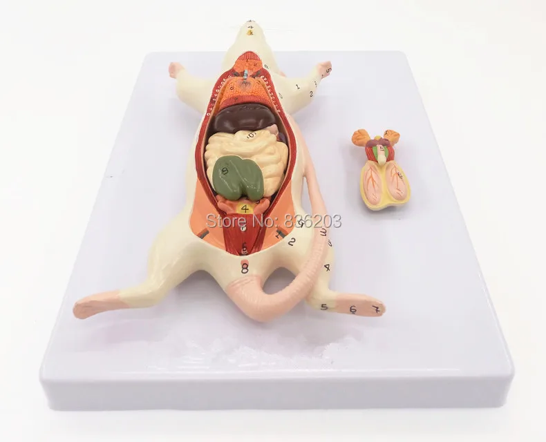 Rat Dissection Model 6 part Numbered Life size Model anatomy skeleton