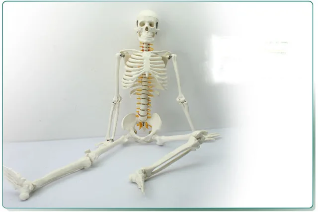 

skeleton model with Spinal nerves and bones attached lumbar disc spine model 85CM human