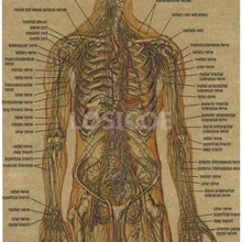 Винтажные медицинские плакаты анатомии человека, крафт-бумага, настенная живопись, стикер, печать, искусство, больница, класс, украшение интерьера, А5