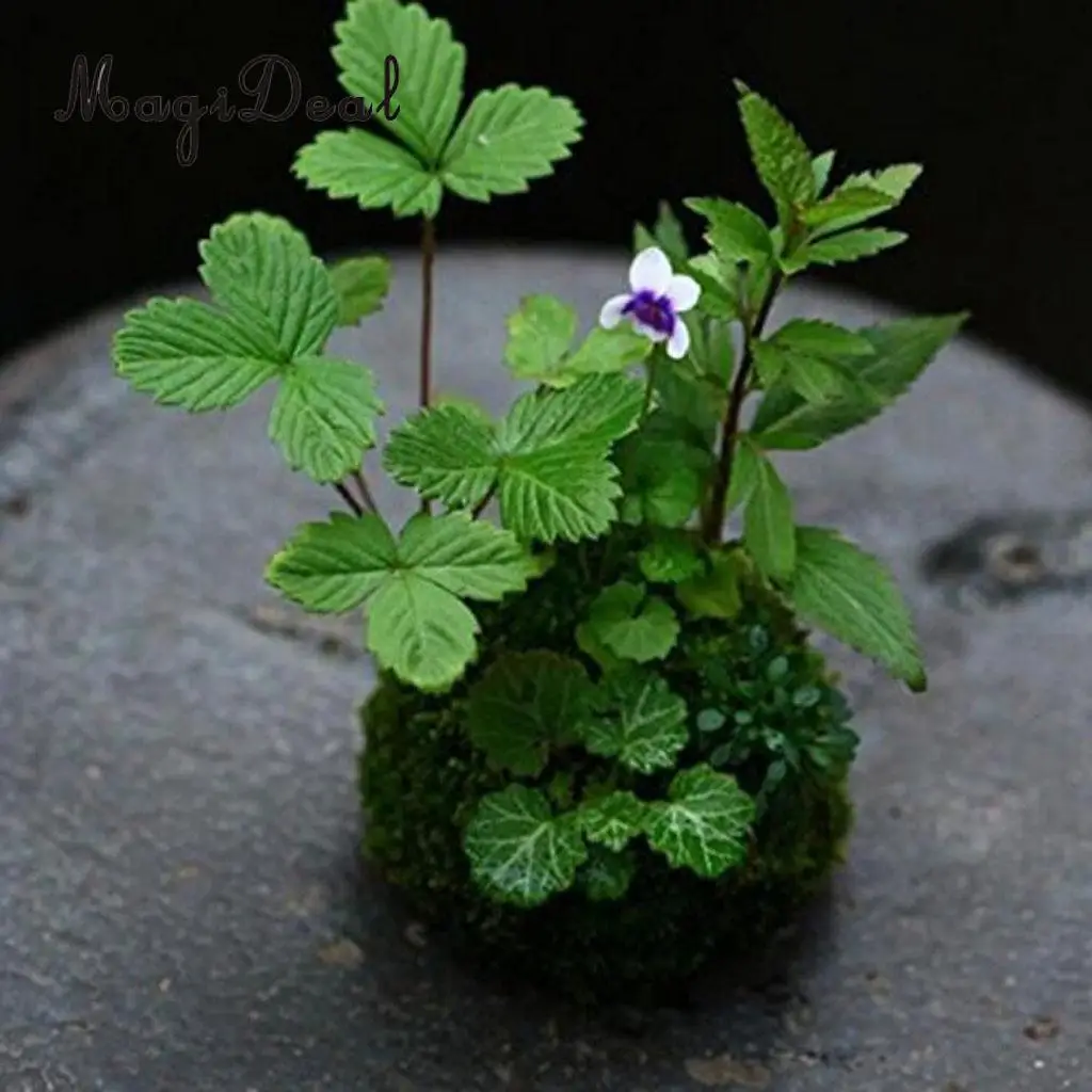 Creative Moss Ball Flower Pot Planter Bonsai Plant Holder Home Garden 6cm