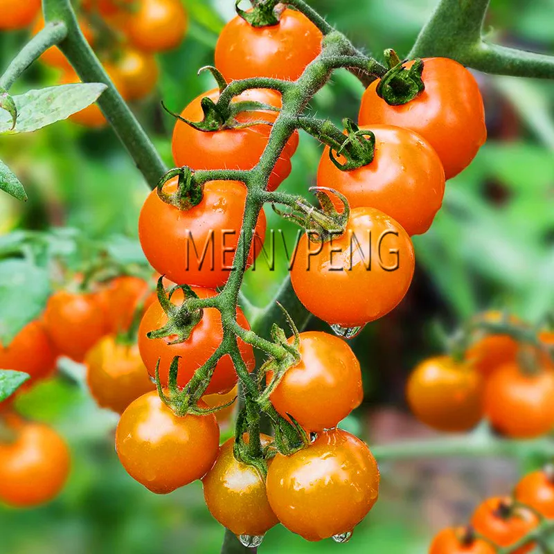

Time-Limit!!200 Pcs Colourful Cherry Tomatoes bonsai Organic Sweet Delicious Fresh Non-GMO Nutritive Mini Tomatoes Fast Growing