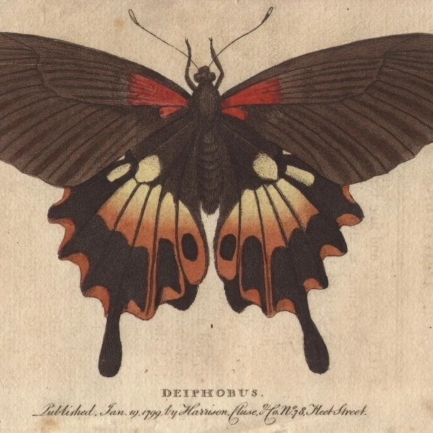 Great Peacock Moth  Saturnia Pyri  A Native Of Africa Poster Print By <ALIMT >&reg;</ALIMT> Florilegius Mary Evans (36 X 24)