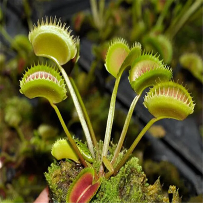 

300pcs Promotion Dionaea Muscipula Giant Clip Venus Flytrap Bonsai plants Flower