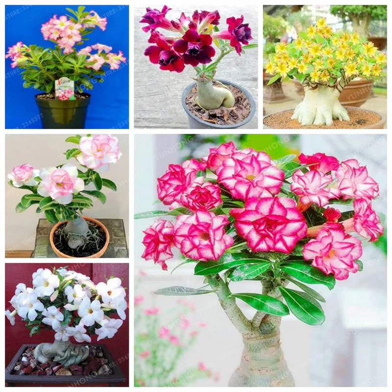 

1 Pcs Desert Rose Bonsai Potted Flowers Bonsai Adenium Obesum Indoor Bonsai Plant Mini Potted Tree For Home Garden Plant