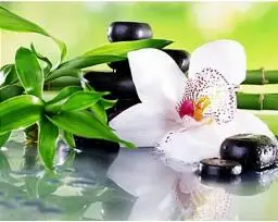 white orchid Set for painting by numbers on canvas cheap wall art flowers pictures for living room