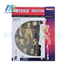 4D мастер человек 46 шт. Собранный набор игрушка Скелет модель весь тело кости