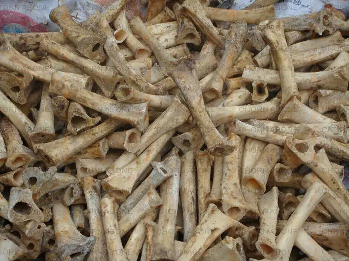 bone folder-23