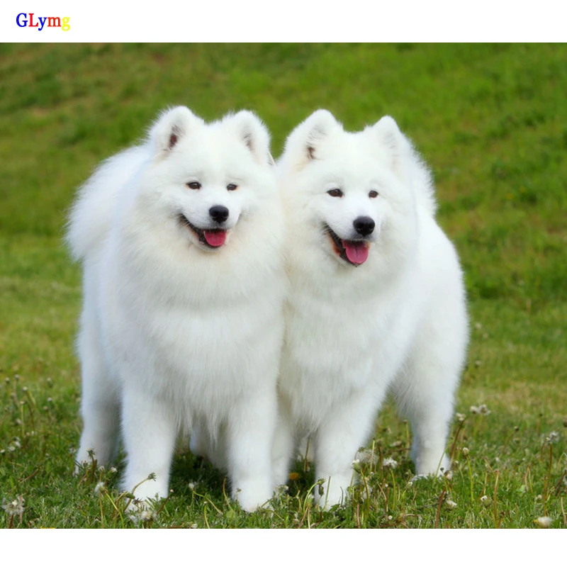 GLymg Needlework Diy Diamond Embroidery White Dog Animal Series Diamond Painting Cross Stitch Full Square Stone Kit Home Decor