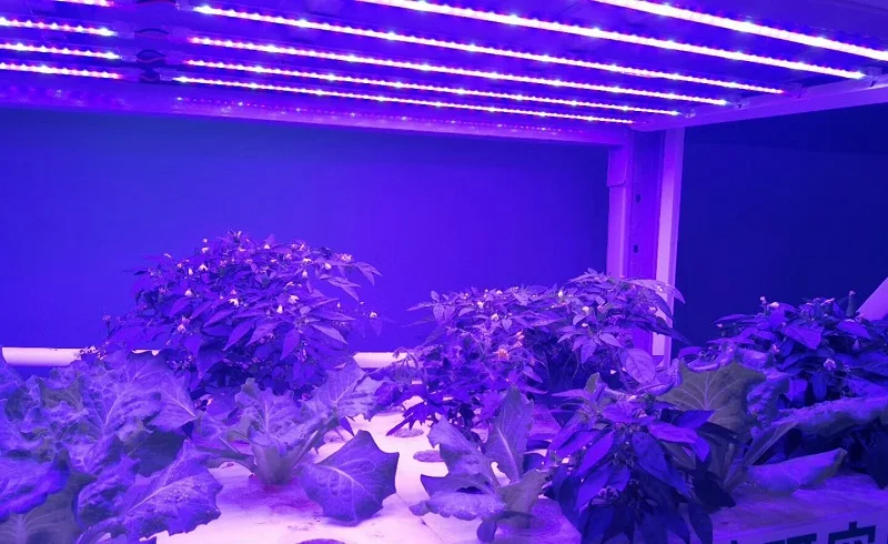 Светодиодный светильник ReBlue для выращивания растений 7 Вт, светильник для растений, светильник для выращивания растений T5, лампа для растений 220 В, фито-лампа, светодиодные лампы, цветок для рассады