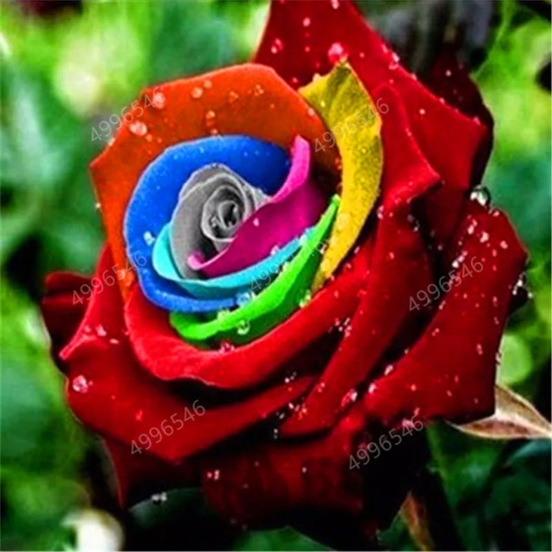 200 pcs Rare Holland Rainbow Rose Flower bonsai Home Garden Rare Flower plant rainbow Rose flores,rose flower seedlings