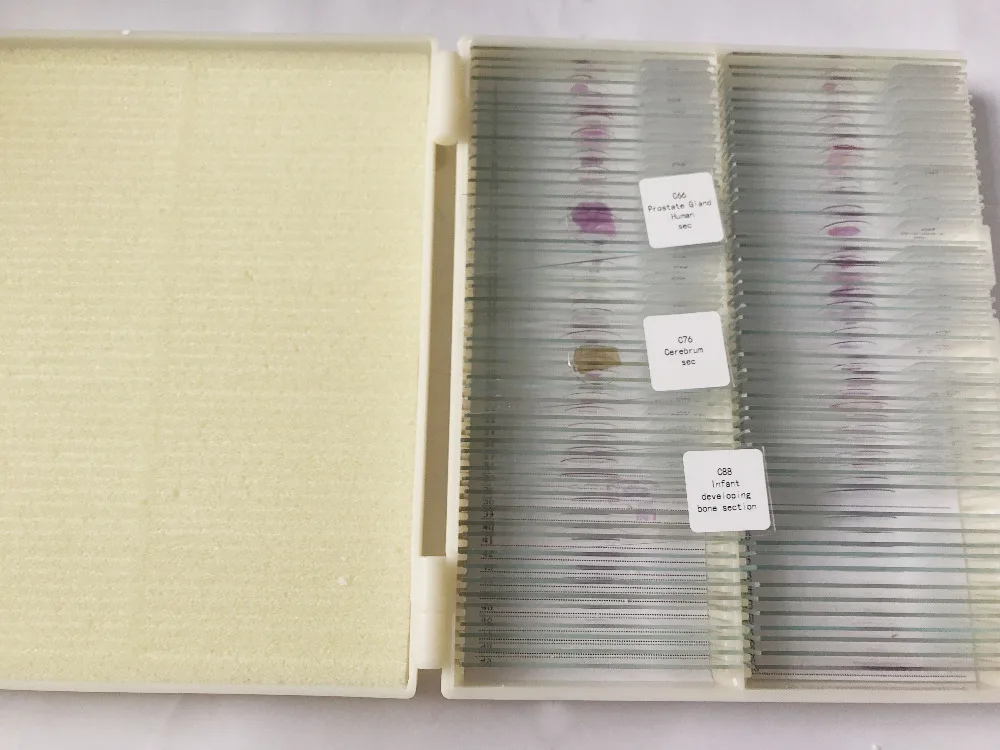histology slides (2)