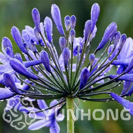 

Free Shipping,100PCS Agapanthus Africanus Bonsai , Home Garden flower,easy care and drought tolerant high germination rate 95%