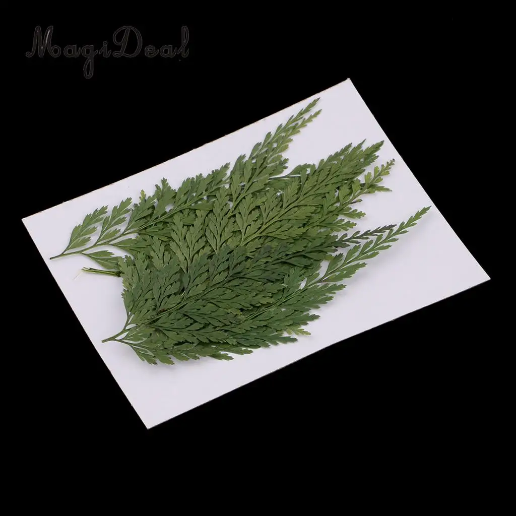 12pcs Real Pressed Fern Leaves Natural Dried Flowers for Art Craft Scrapbooking Card Making Resin Jewelry Craft DIY