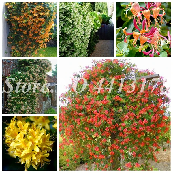 

New 2018! 100 Pieces A Lot Honeysuckle Vine Plantas, Naturally Grown, rare Climbing flower Plants bonsai for home garden