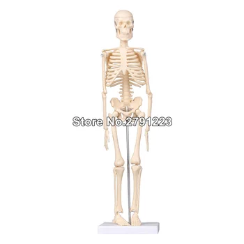 

Fexible 45CM Human Anatomical Anatomy Skeleton Model Medical Wholesale Retail Poster Medical Learn Aid Anatomy