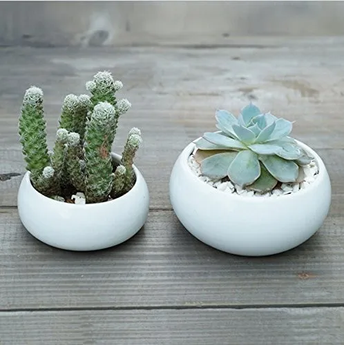 Mini suculenta Plantador hecha de hormigón Olla suculenta