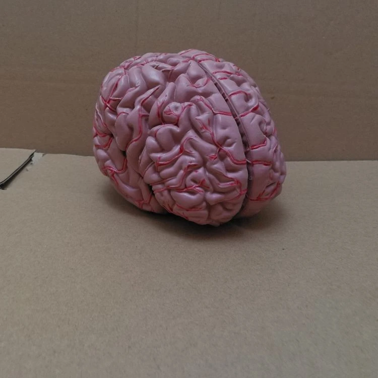 Анатомия мозга модель человеческого цереброваскулярного черепного нерва естественный размер модель
