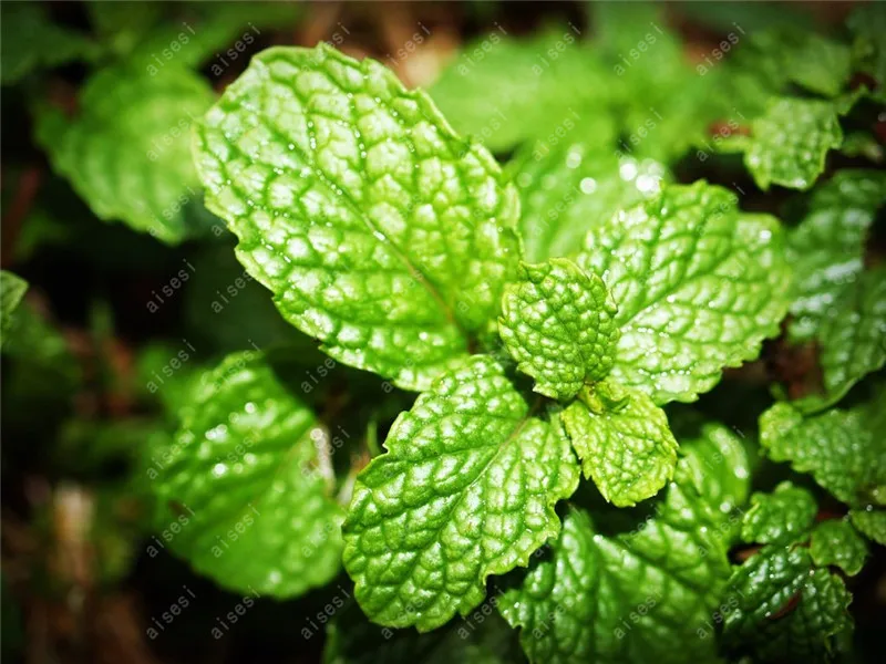 

100Pcs/ Spearmint Mint Bonsai Edible Catnip Plant Flower Bonsai Vegetable Bonsai Herb For Home Garden Easy Grow