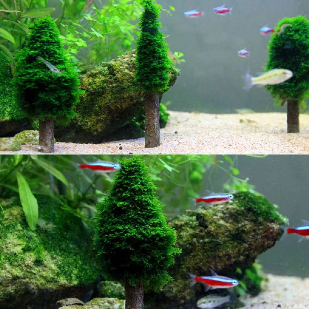 christmas tree moss aquarium www pixshark com images christmas tree moss aquarium www pixshark com images