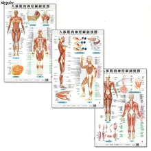 Анатомия мышц и нервов человеческого тела, 3 шт(лицевая сторона сзади), английские и китайские женские/мужские двуязычные плакаты
