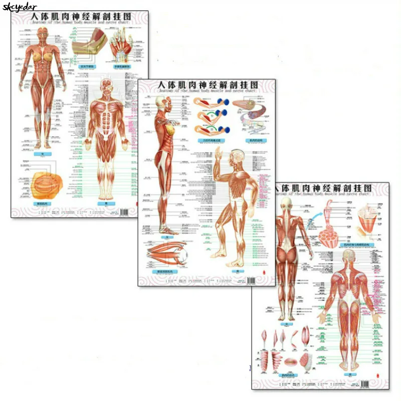 Human Anatomy Flip Chart
