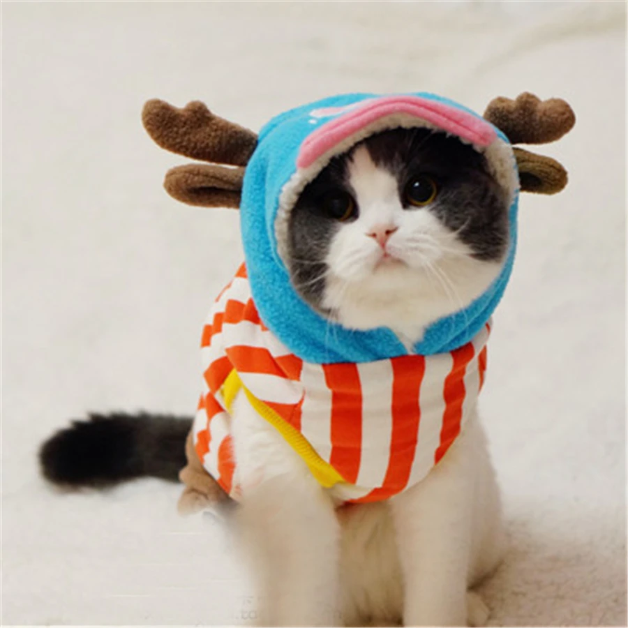 W a r c a t. Котята в одежде. Кот в костюме. W a r c a t. W a r c a t.