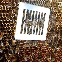 20 шт клетка для пчел Защитная крышка клетки оборудование для пчеловодства пластиковый заключенный