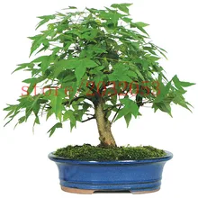bonsai 20 pcs/bag japanese maple tree for home garden bonsai 20 pcs/bag japanese maple tree for home garden
