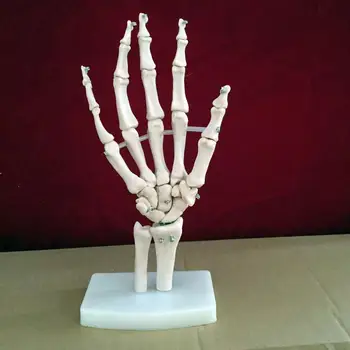 

hand joint skeleton model human skeleton model vola palm skeleton model