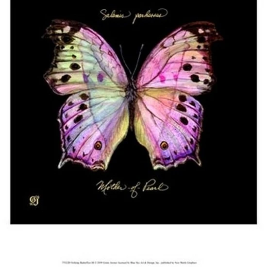 Striking Butterfly III Poster Print by Ginny Joyner (13 x 19)