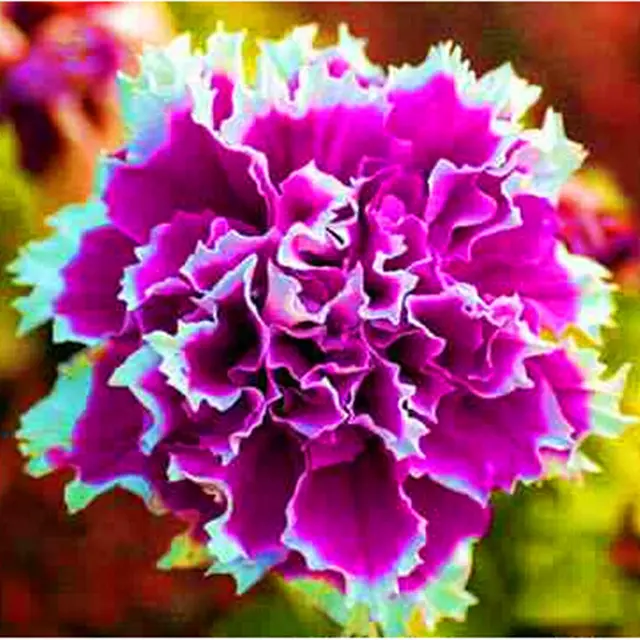 Petunia Seeds, Rainbow Colorful Options, 100pcs/pack