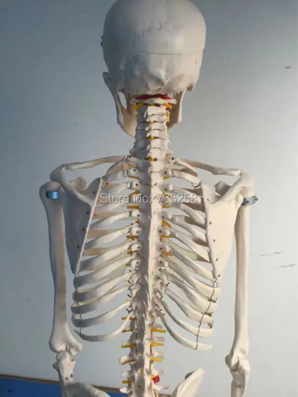 Modelo de Esqueleto Modelo de Esqueleto de Corpo 180cm de Altura. Vida-tamanho Esqueleto Humano Corpo Inteiro de 4 China model model human skeletons Suppliers